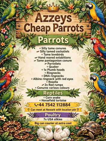 Cheap healthy parrots