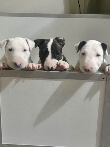 Stunning Litter of English Bull Terriers