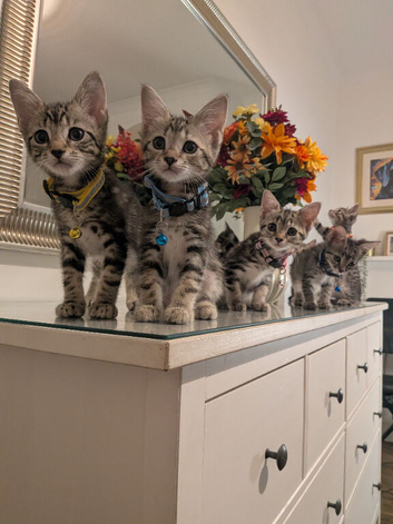 Adorable kittens in London(SE18)