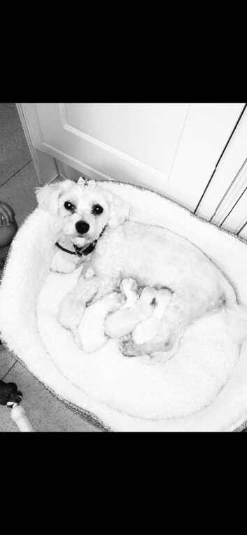 Miniature Jack Russell + Maltese
