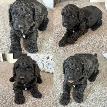 All puppies rehomed