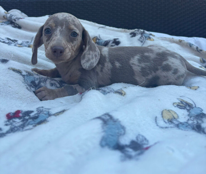 Miniature dachshund