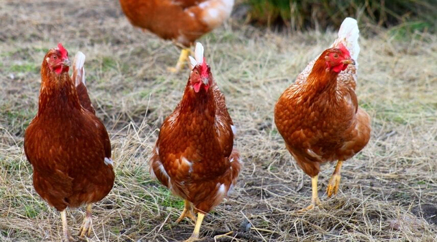 Poly hens