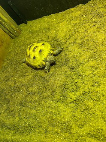 Male Horsfield Tortoise and full set up