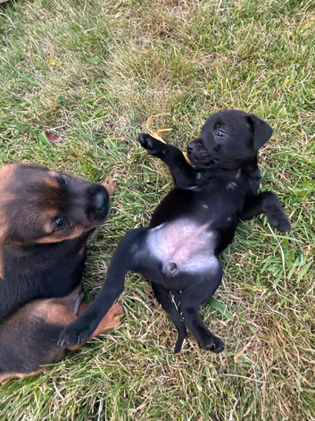 Patterdale puppies