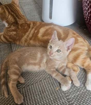 1 beautiful kitten left