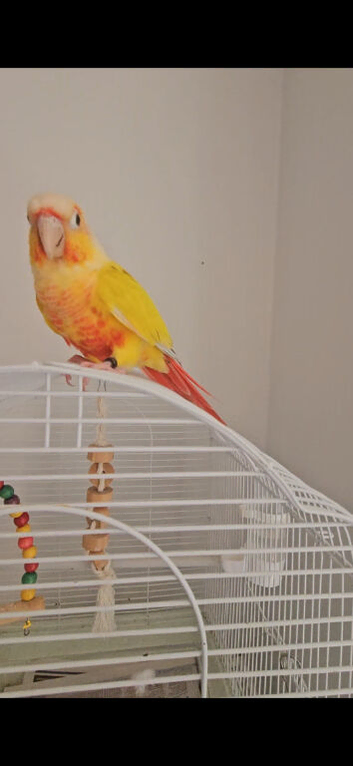 Suncheek conure, Gorgeous 6 months old