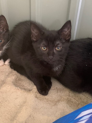Black kitten