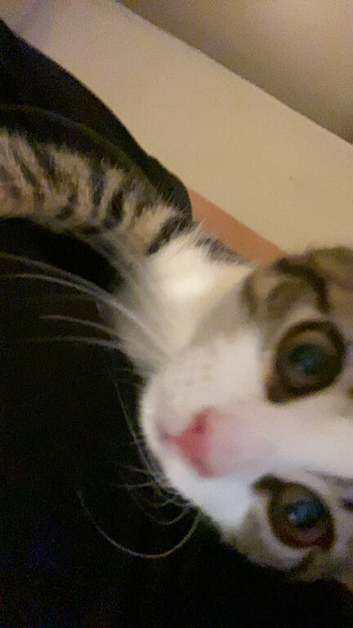 Male tiger tabby