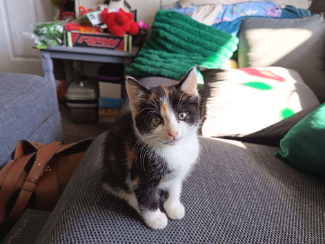 Beautiful female calico