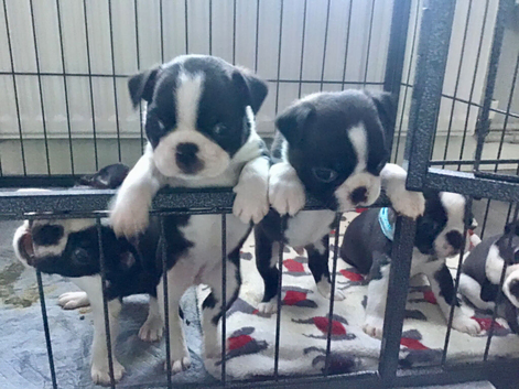 BEAUTIFUL LITTER OF 5 BOSTON TERRIERS