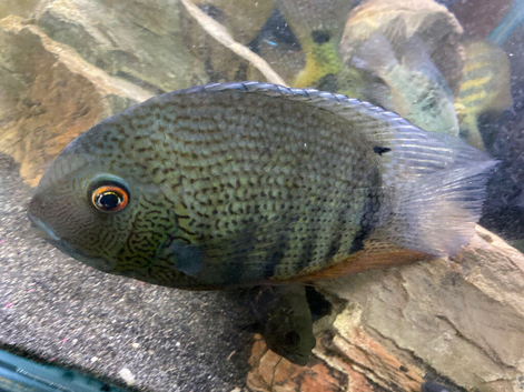 Green Aeverum Cichlid