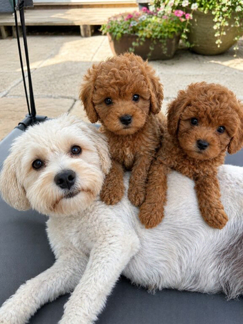 &nbsp;&nbsp;&nbsp;&nbsp; Mini Teddy Bear Cavapoo Puppies &ndash; Ready for Their Forever Homes