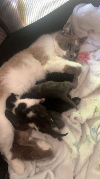 5 beautiful kittens