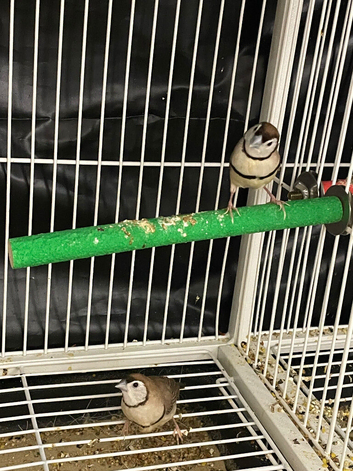 Pair of owl finches