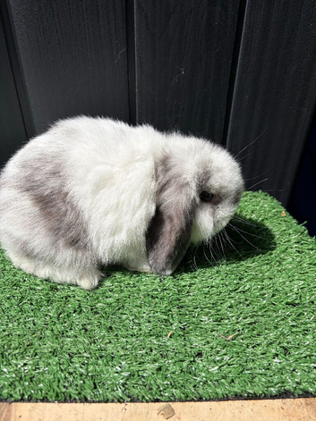 Mini lop buck