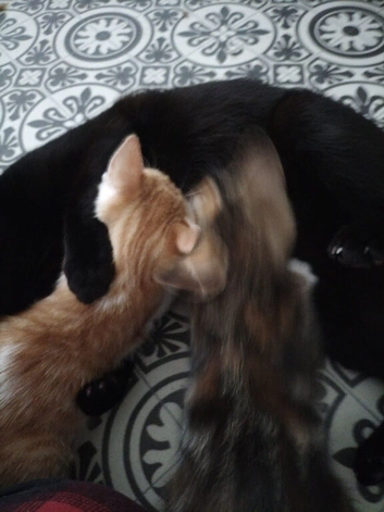 Beautiful kittens for sale