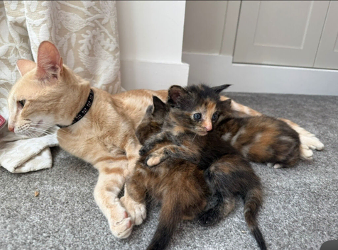 Beautiful Bengal cross kittens