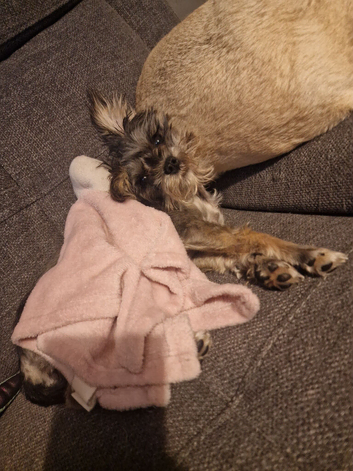 Miniature Schnauzer Cross Yorkshire Terrier
