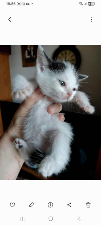 Persian mix kittens