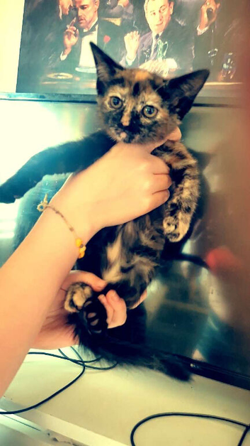 Beautiful kittens needing loving homes