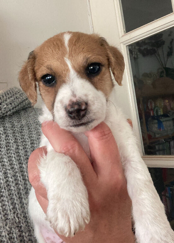 @@HANDSOME BOY JACKAPOO 8 WEEKS@@