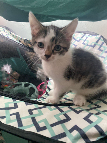 Male kitten unique markings and colour