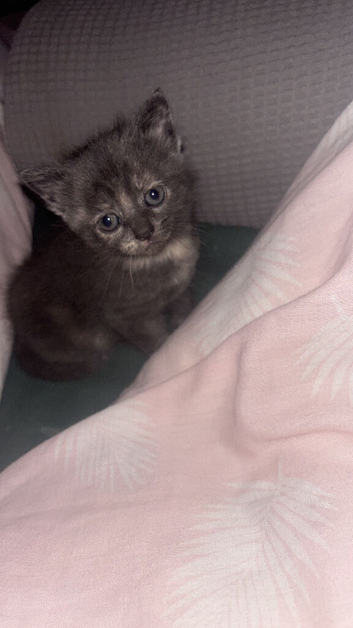 Grey male kitten