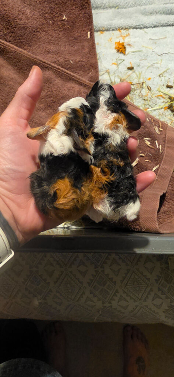 Baby Texel Guinea pigs.