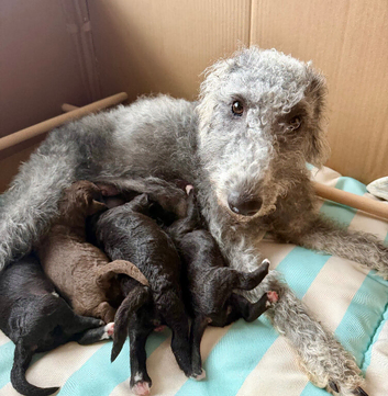 Bedlington Whippet Puppies