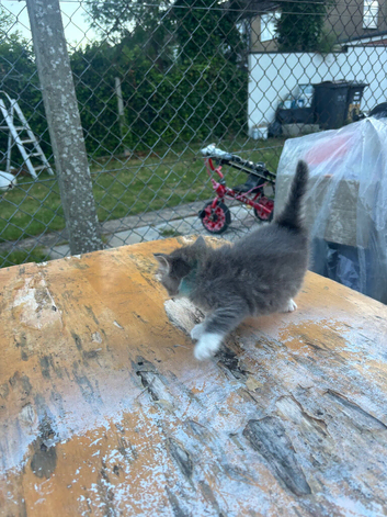 Boy available