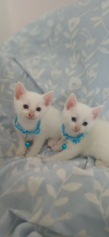 Beautiful kittens