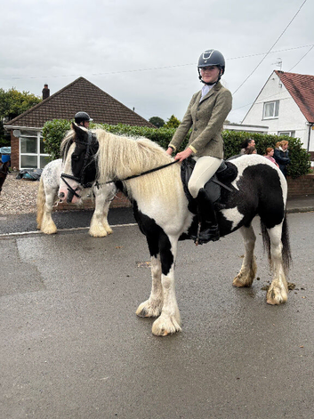 13'3/14h - 8yo - gypsy cob mare