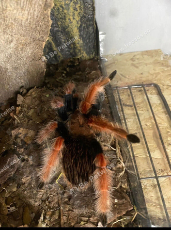 Brachypelma Boehmei Tarantula