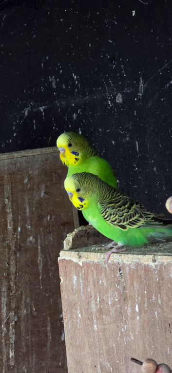 Young budgies