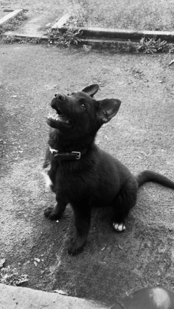 15weeks old male