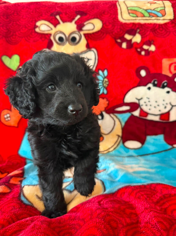 One F1B Cockapoo Boy.