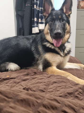 German shepherd