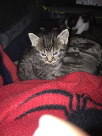 Russian white and pure black 3 weeks old