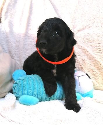 7 Beautiful Jackapoo puppies