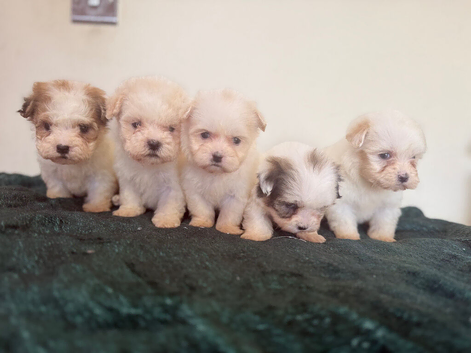 Malshi Puppies
