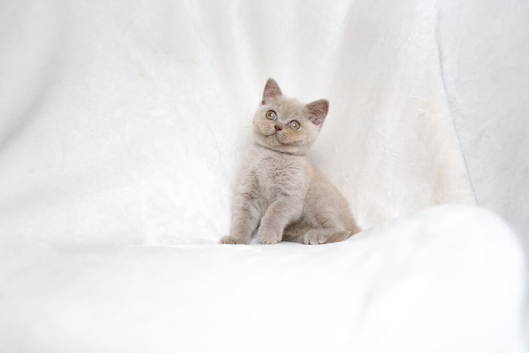 Beautiful Lilac/Fawn British Shorthair Kittens
