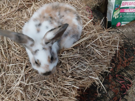 Mini rex x mini lop
