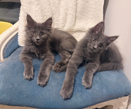 Maine coon