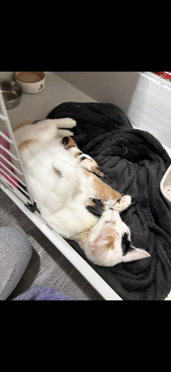 3 beautiful half Persian kittens for sale