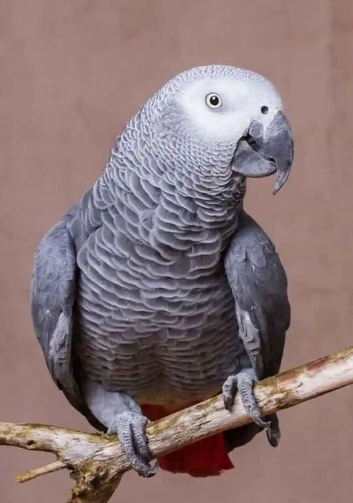 African gray  parrot