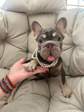 French Bulldog Big Rope Puppies