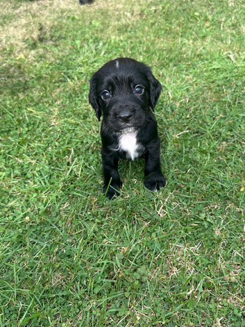 Cocker Spaniel Puppies
