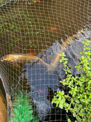 Koi Carp for sale (large)