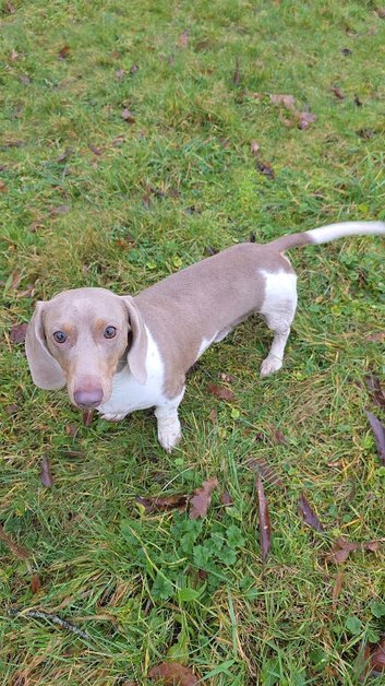 ️outstanding miniture dachshund stud️